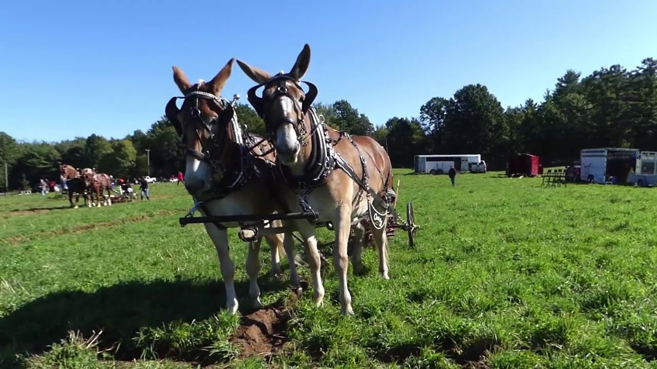 Merryville Belgians & Mules Ploughing 2017