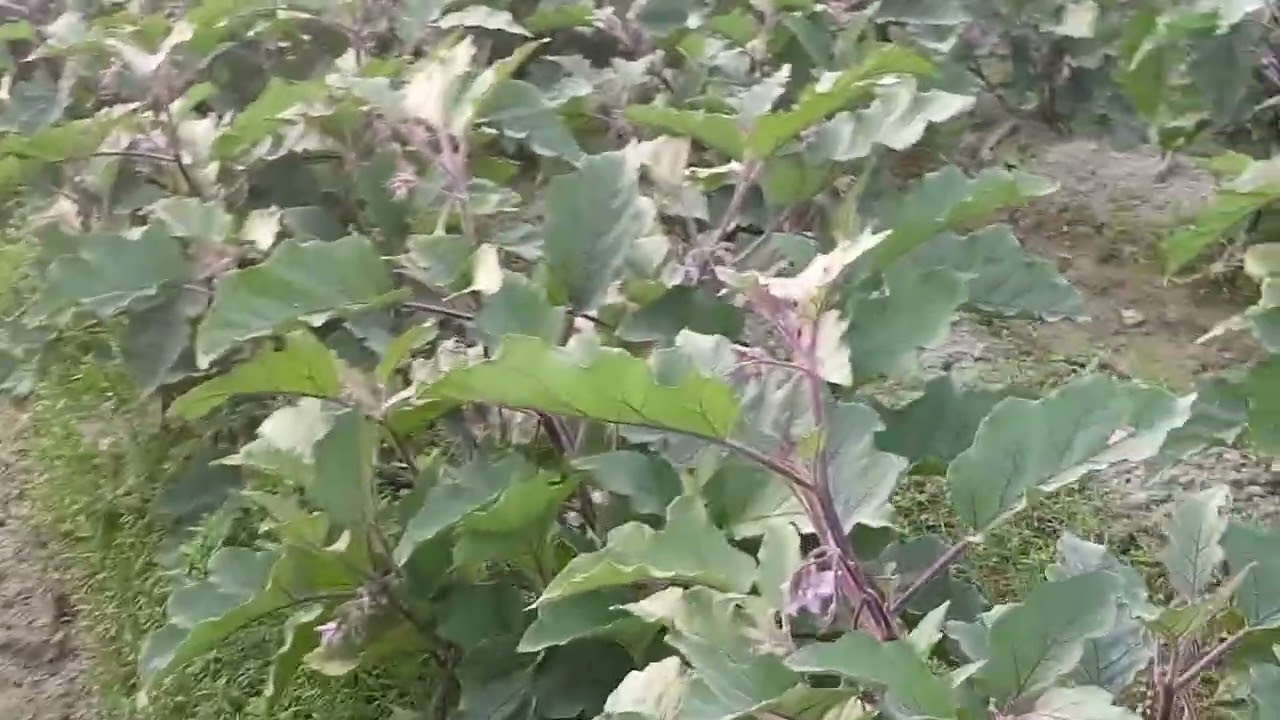 কৃষিকাজ বারো মাস