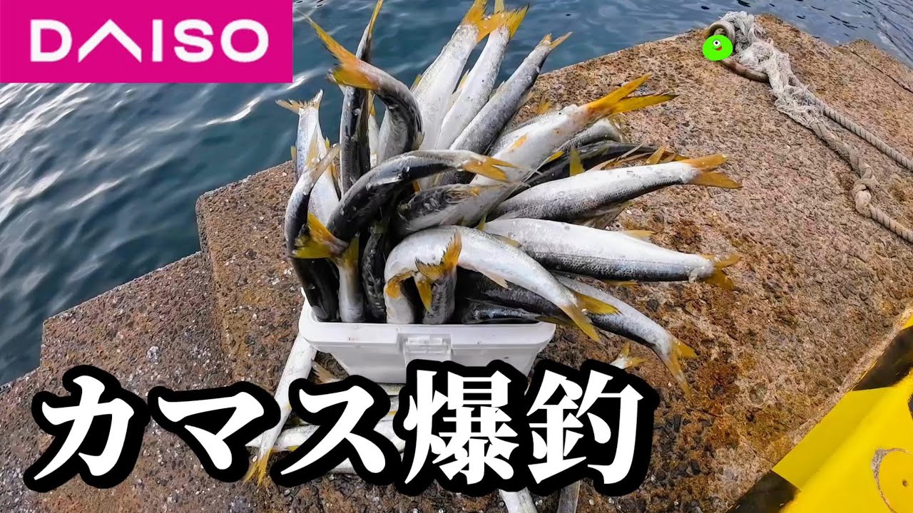 ダイソーVJでカマス釣りすると速攻釣れすぎてもはや漁…【ダイソー釣具】
