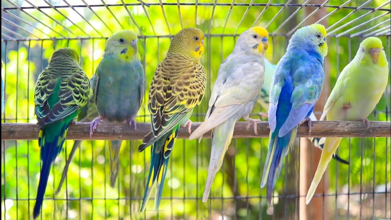 Parakeets CHIRPING to help LONELY Budgie//Parakeets OVER 10 Hours