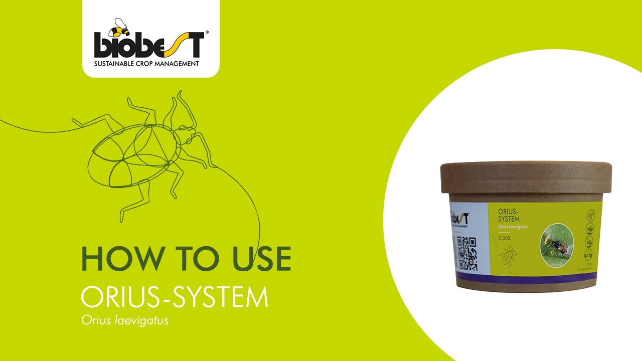 How to use Orius-System with new & improved packaging from Biobest