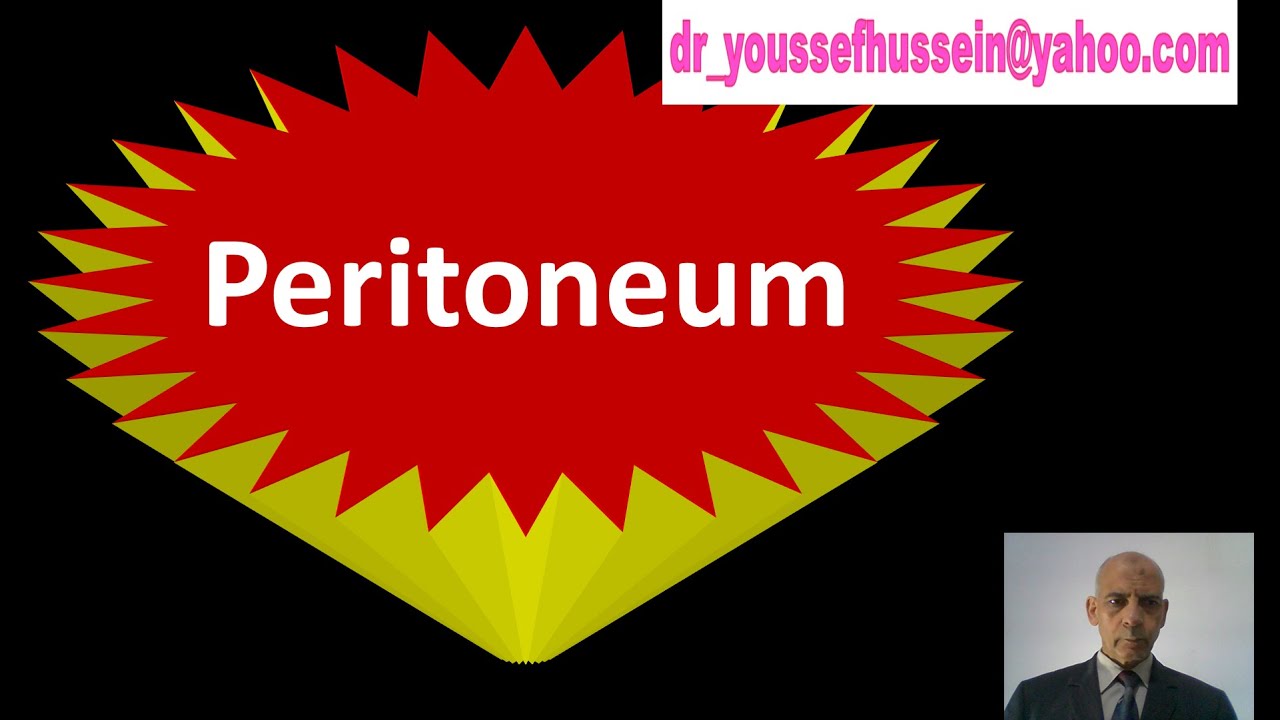 Peritoneum | Lesser sac | Epiploic foramen | Greater sac | Folds | Recesses | Morison's pouch