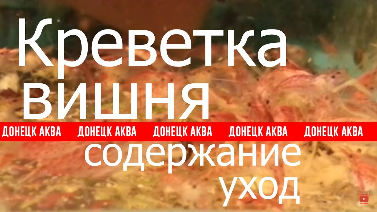 как содержать Красную креветку, wie man Halocaridina rubra enth&auml;lt, turinys Halocaridina rubra