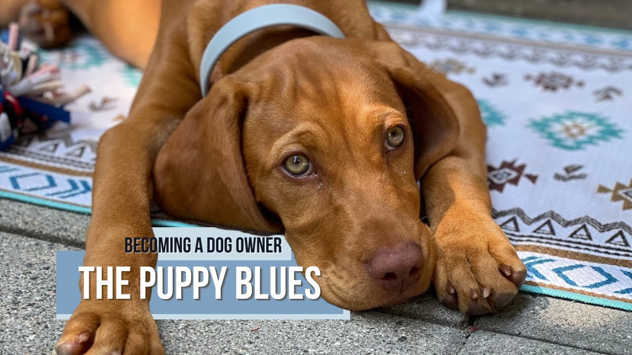 Puppy Blues & Teen Rebellion: Coping with Puppy Stress and Adolescent Dog Behaviour