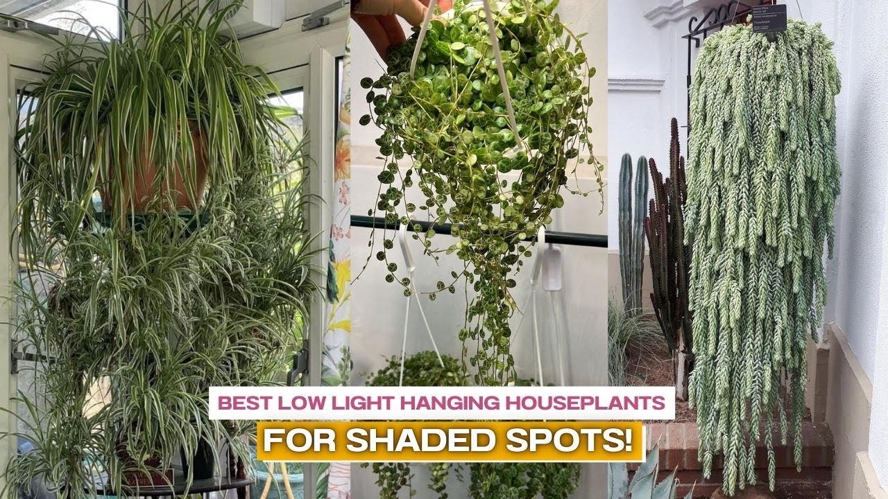 Best Low Light Hanging Houseplants for Shaded Spots!
