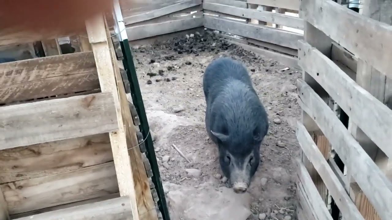 Building a Natural Pig Farrowing (Birthing) Comfort Room