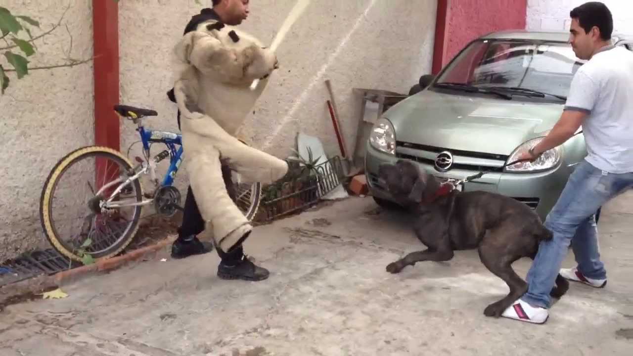 Mast&iacute;n napolitano atacando