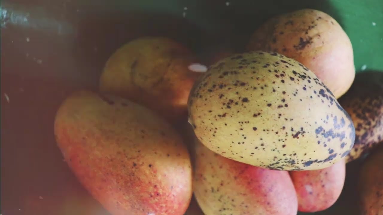 JrDynamite - Recipe (Official Video) Story book Riddim