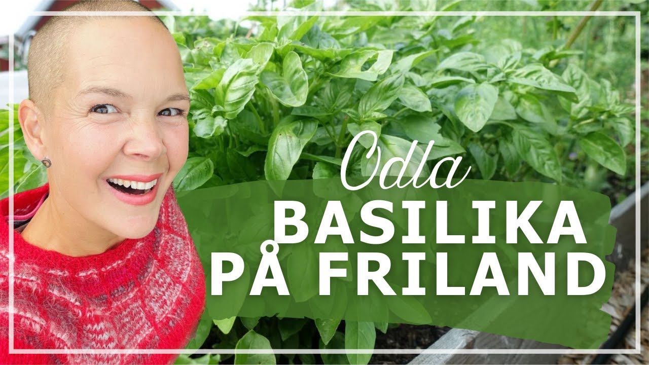 Odla basilika på friland