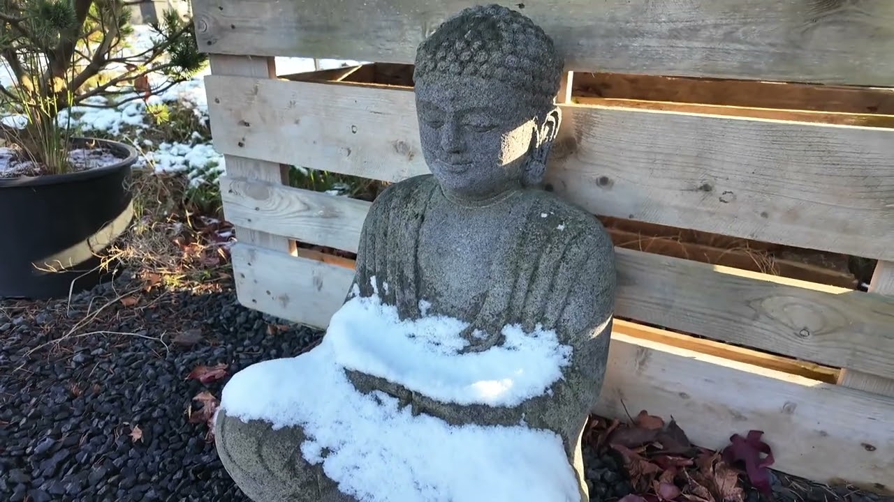 Bonsai Garten Rundgang Januar 2026 bei Black Label Bonsai