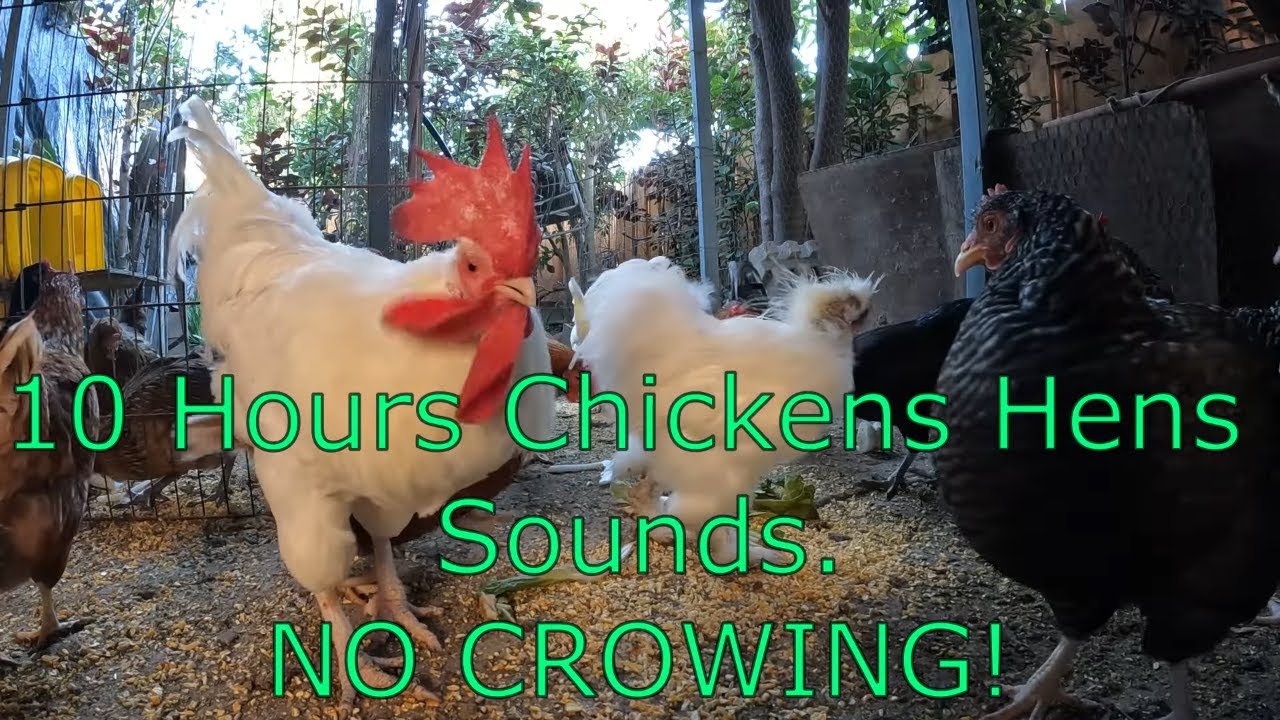 Backyard Chickens 10 Hours Continuous Chickens Hens Sounds Noises NO CROWING!