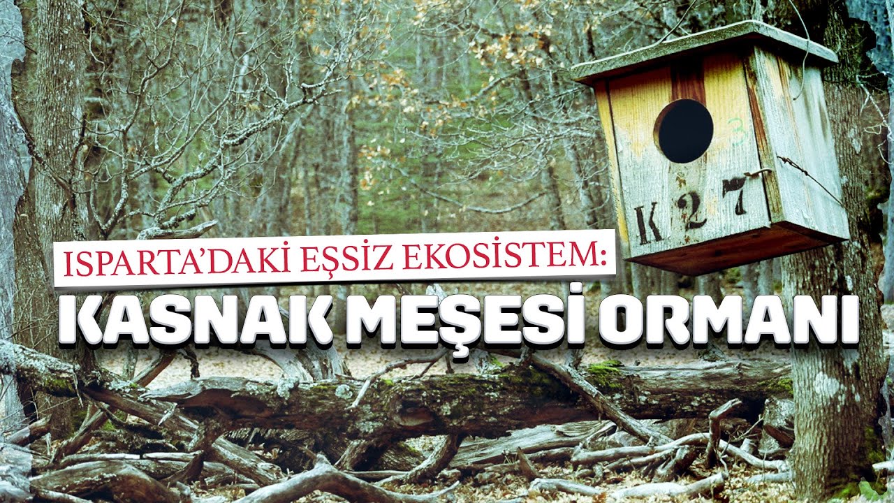 Isparta’daki eşsiz ekosistem; Kasnak Meşesi Ormanı