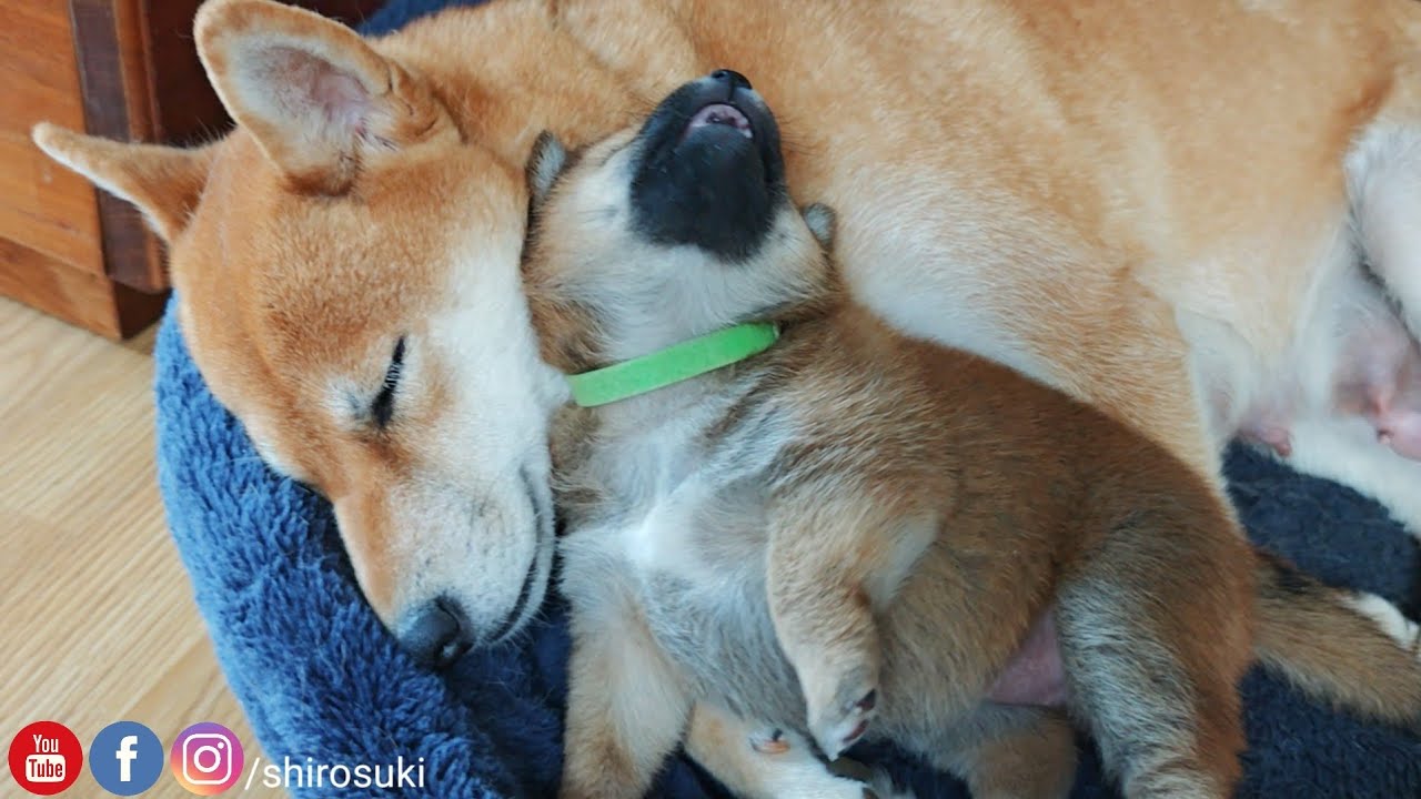 Cuddles n snuggles 