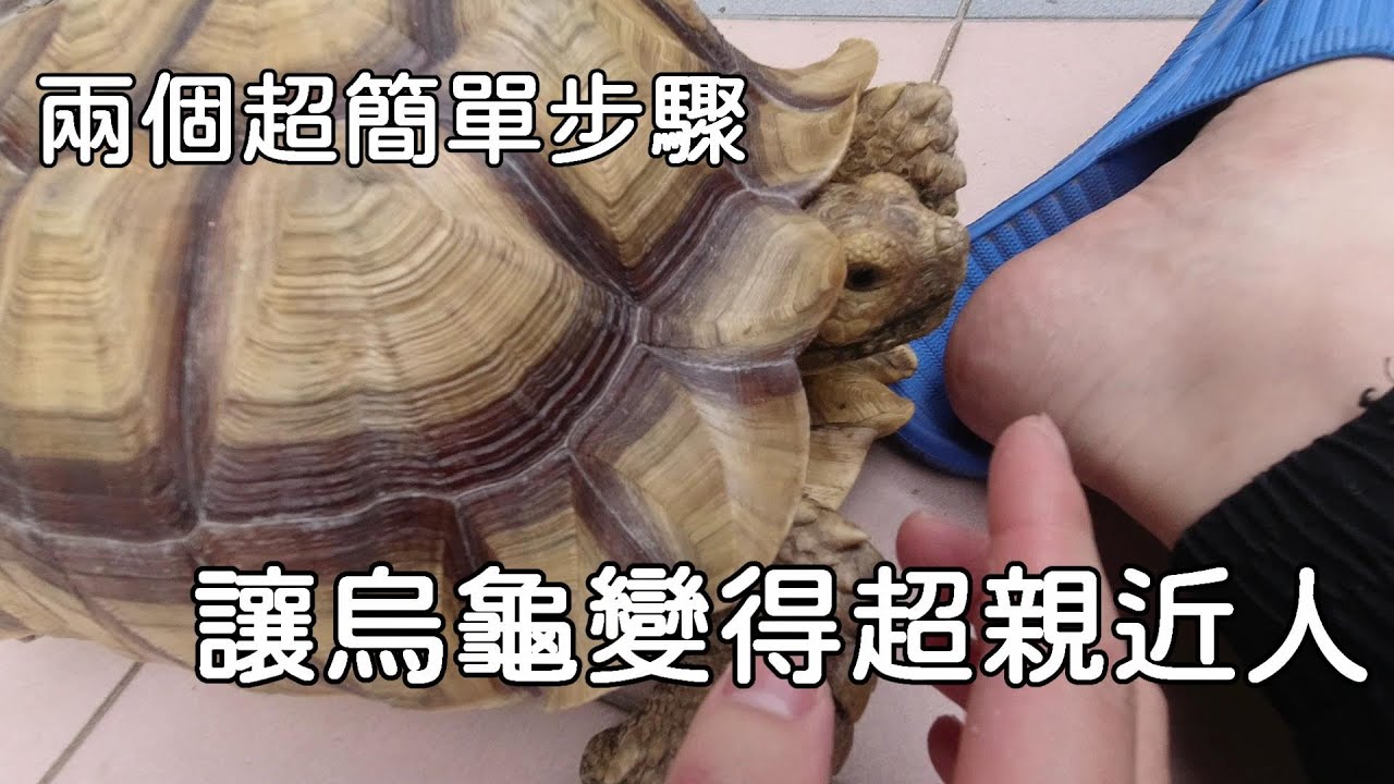 該怎麼做讓烏龜變得親近人呢???【九桃分享養爬蟲-《Reptiles》】