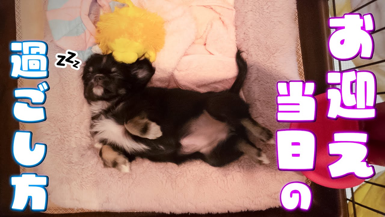 ｢仔犬のお迎え当日はケージから出すな！｣は半分間違い。本当の過ごし方をドッグブリーダーが教えます😁😆😍