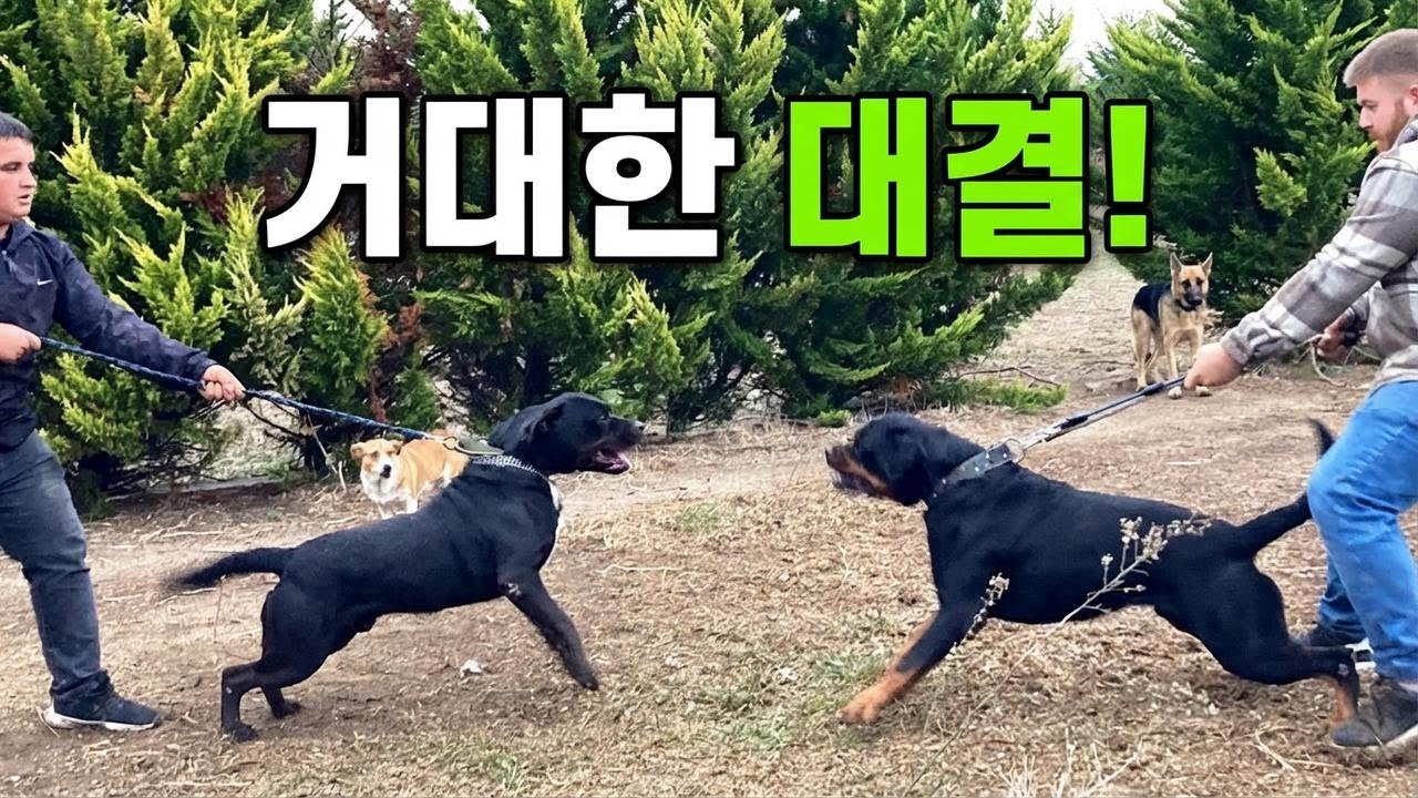 로트와일러 디아블로 vs 하데스, 최강자는 누구? 대격돌!