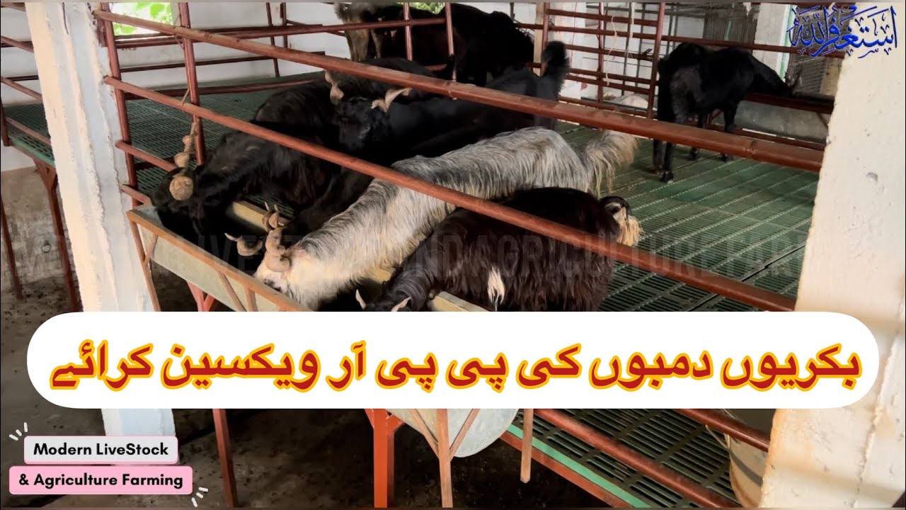 PPR Vaccine Time | ETV Vaccine Rooftop Goat Farm | Modern Goat Farming