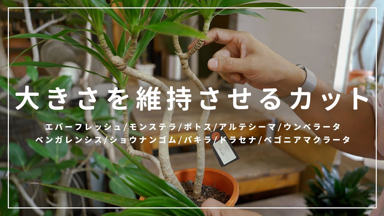 【種類別】どの植物も同じ！大きさを戻す・維持させるためのカットの実践【切り戻し | 株分けも】
