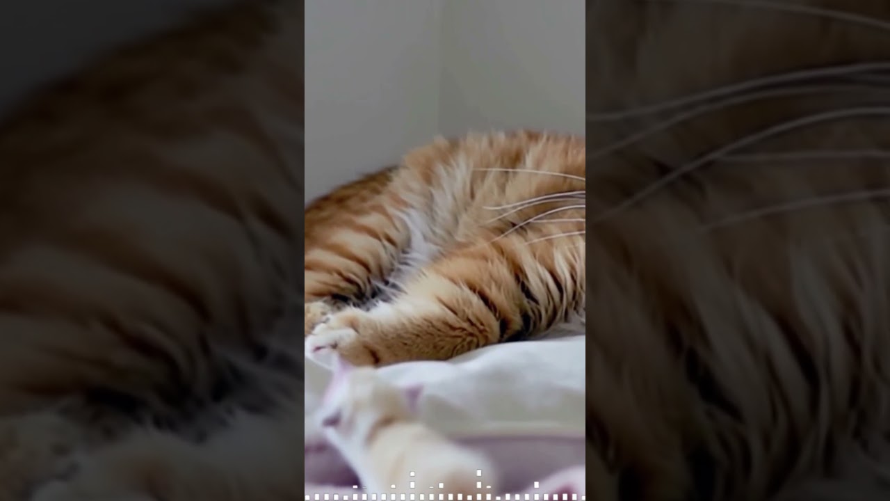 CatMusic#RelaxingMusicForCats#CalmingMusicForCats#PetMusic#MusicForCats#CatRelaxation