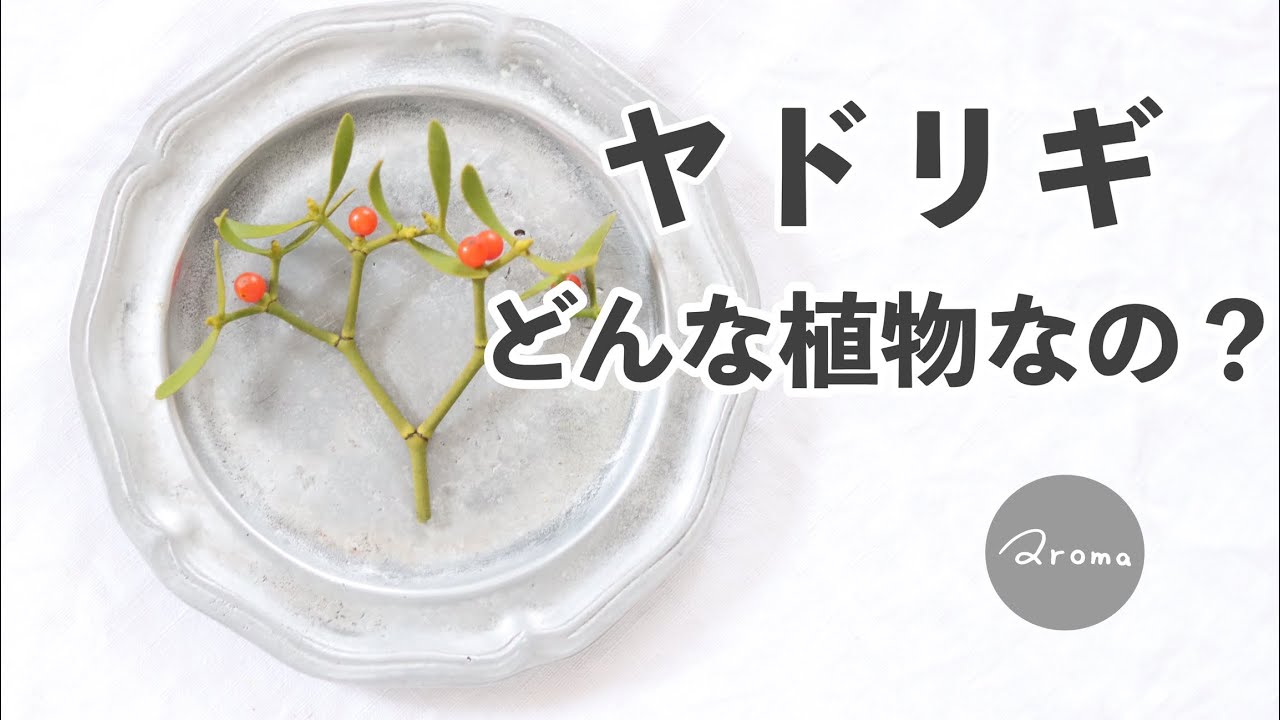 【宿木の全て🌿】インテリアでも人気のメディカルハーブ「ヤドリギ」