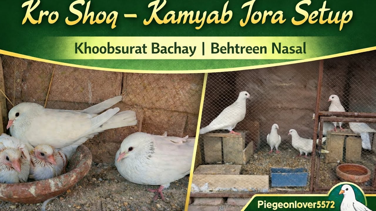 Kro Shoq Kamyab Jora Setup | Khoobsurat Bachay | Pigeon Breeding Setup #kabootar