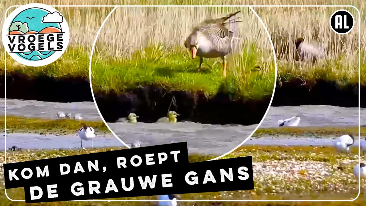 Zorgzame grauwe gans helpt de pulletje | Zelf Geschoten | Vroege Vogels