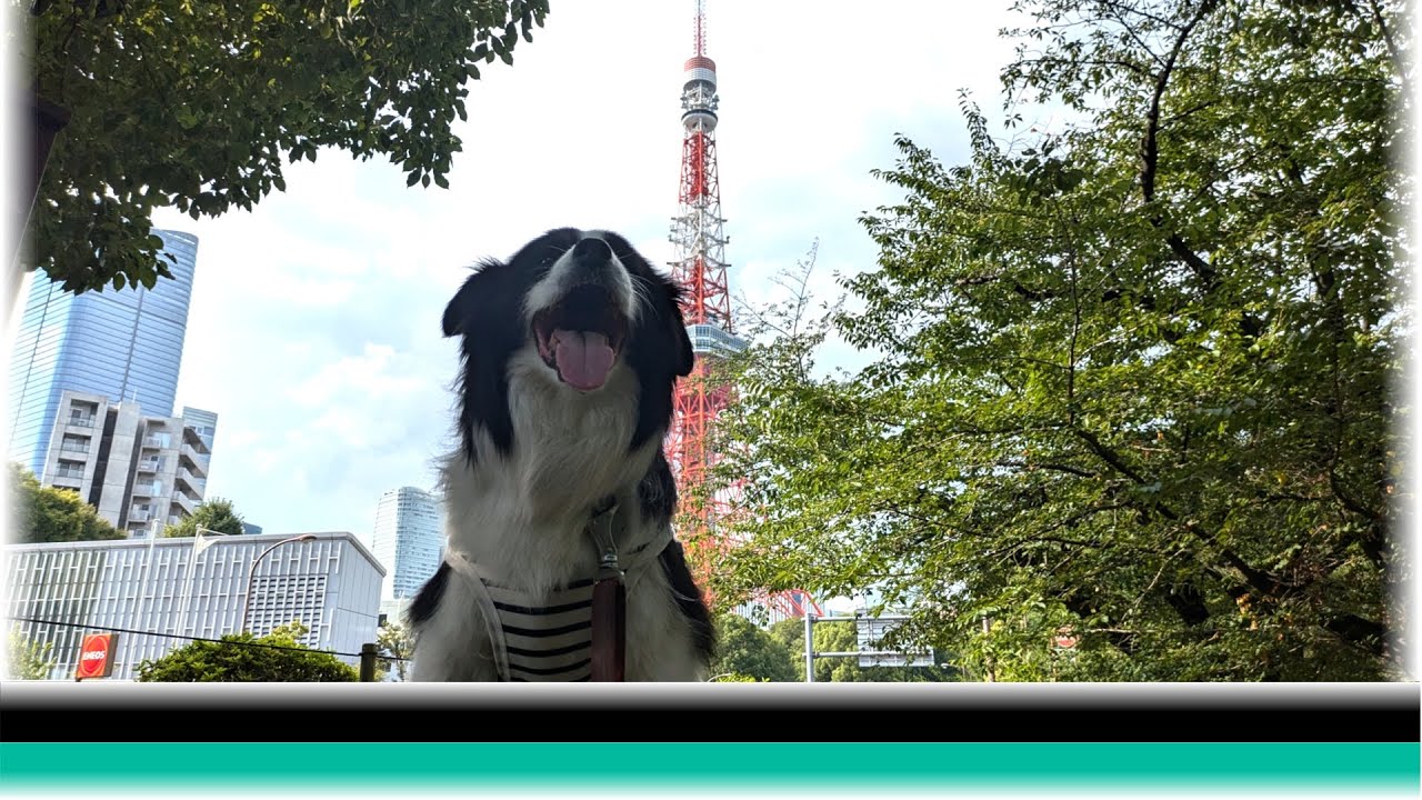 inumo芝公園で暑い日に快適に過ごしたボーダーコーリー【保護犬5年目】