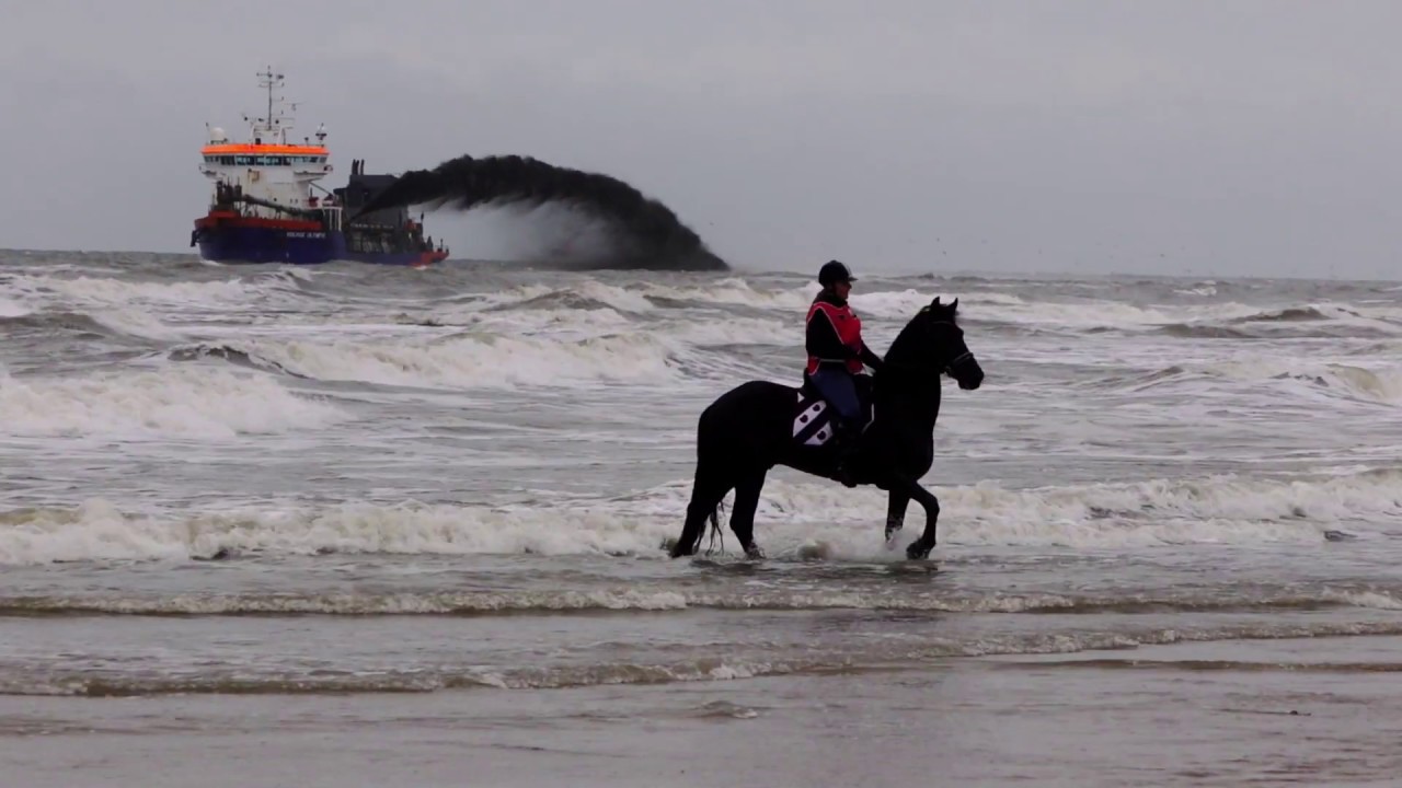Paardenrit Callantsoog 450 friese paarden lopen over het strand.