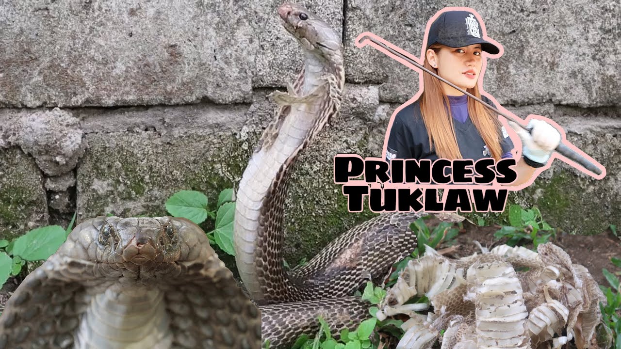 MALAKING COBRA NAGPAPALIT NG BALAT SA TAMBAK NA KAWAYAN #PRINCESSTUKLAW