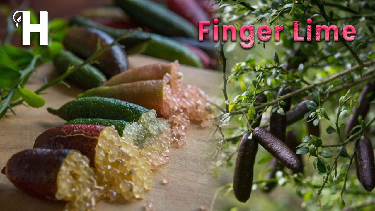 Amazing Finger Lime Cultivation And Harvest – Finger Lime Health Benefits – Caviar Lime | Happy Farm