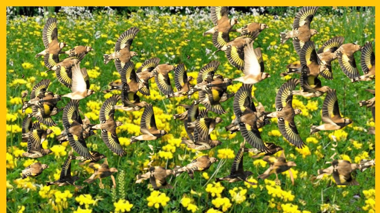 new goldfinch motivation, most powerful song to stimulate goldfinch😈