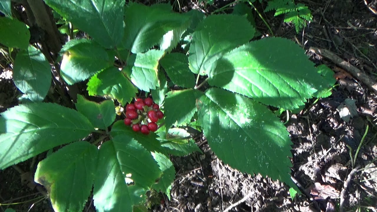 how to hunt and find ginseng