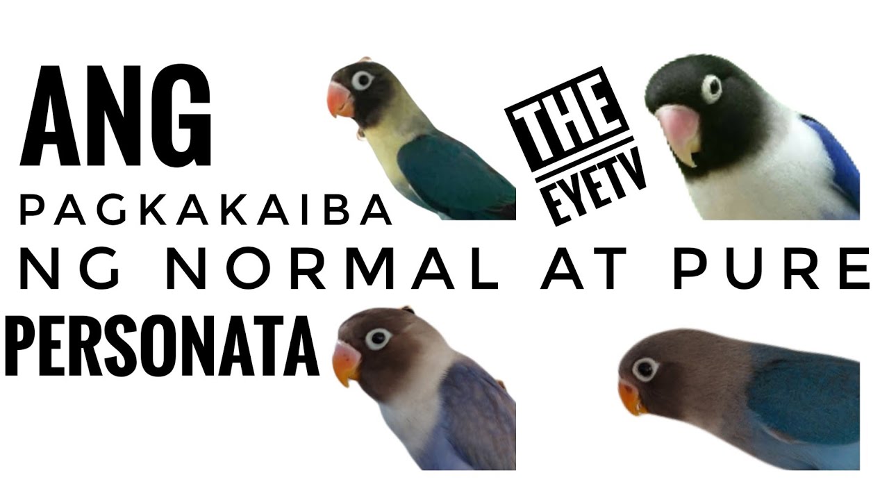 Ang Pag kakaiba ng Normal at Pure Personata (Usapang Ibon Vlog 053)