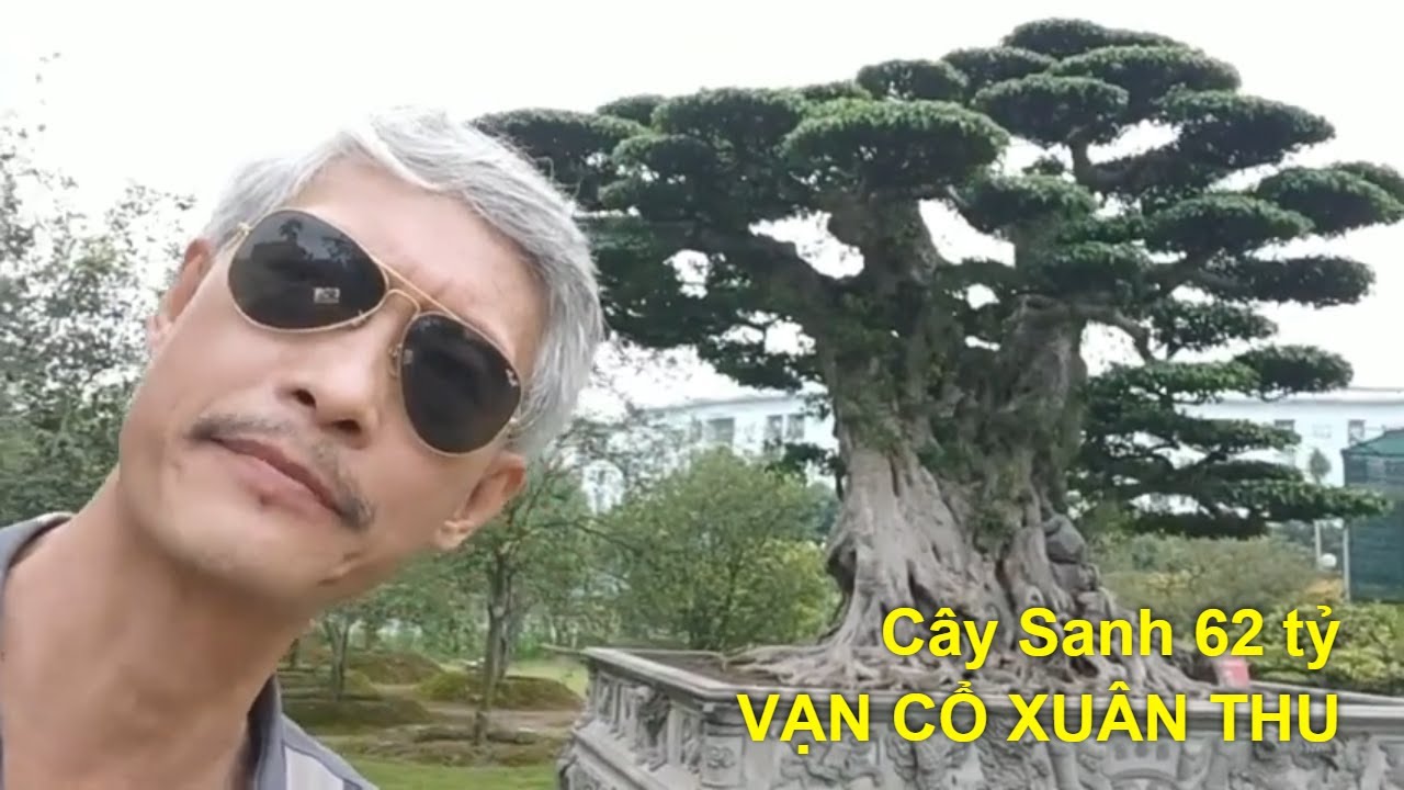 G&atilde; Đầu Bạc review c&acirc;y sanh Vạn Cổ Xu&acirc;n Thu tiền tỷ