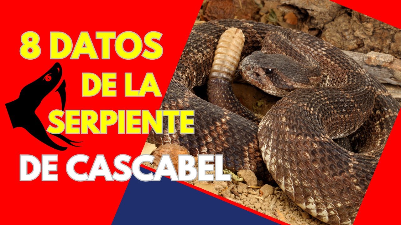 8 datos sobre la serpiente de cascabel
