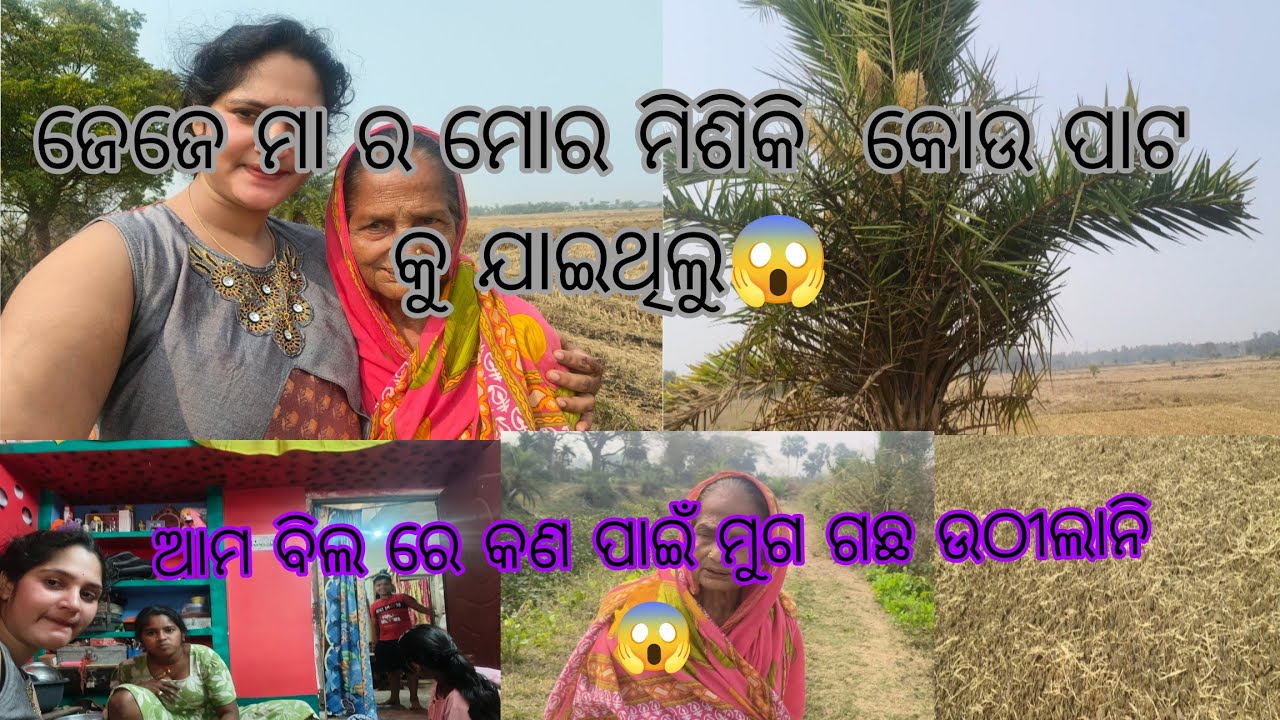  ବିଲ ରେ ଫସଲ ହୋଇନି ବୋଲି ଜେଜେ ମା ର କେତେ ମନ ଦୁଃଖ 😱