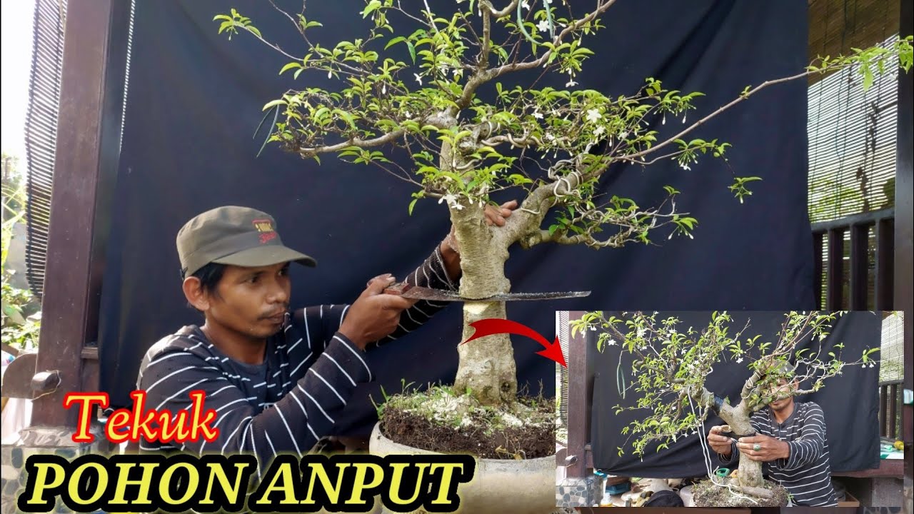 TEKUK POHON ANTING PUTRI -BONSAI TREE