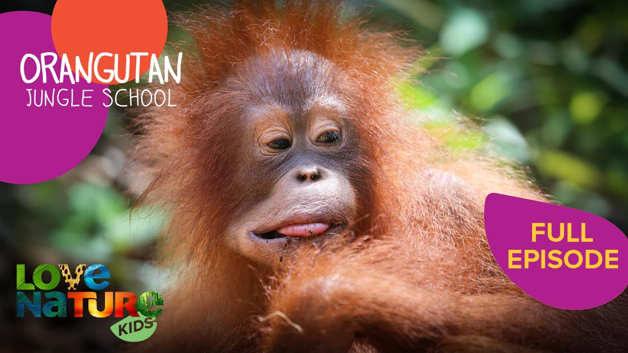 Malaria Outbreak at School 😨 | Orangutan Jungle School 304+305