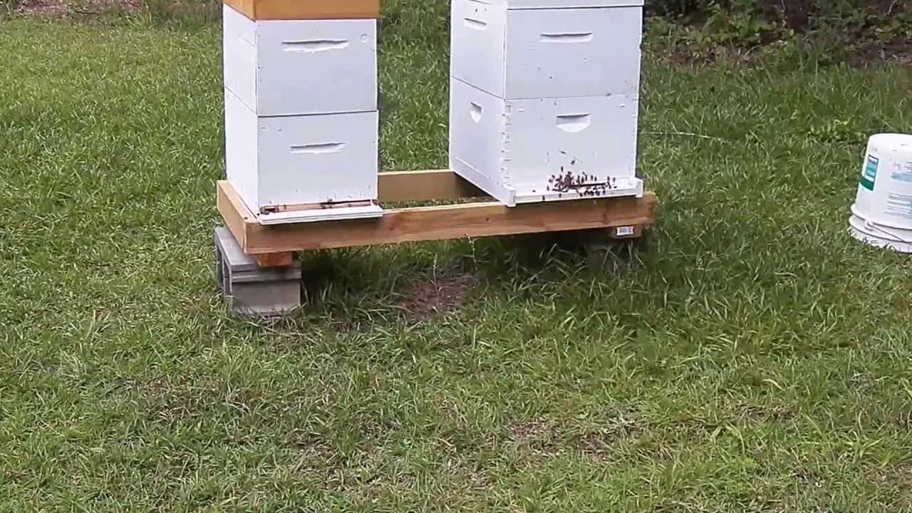 Bee Hive Activity.