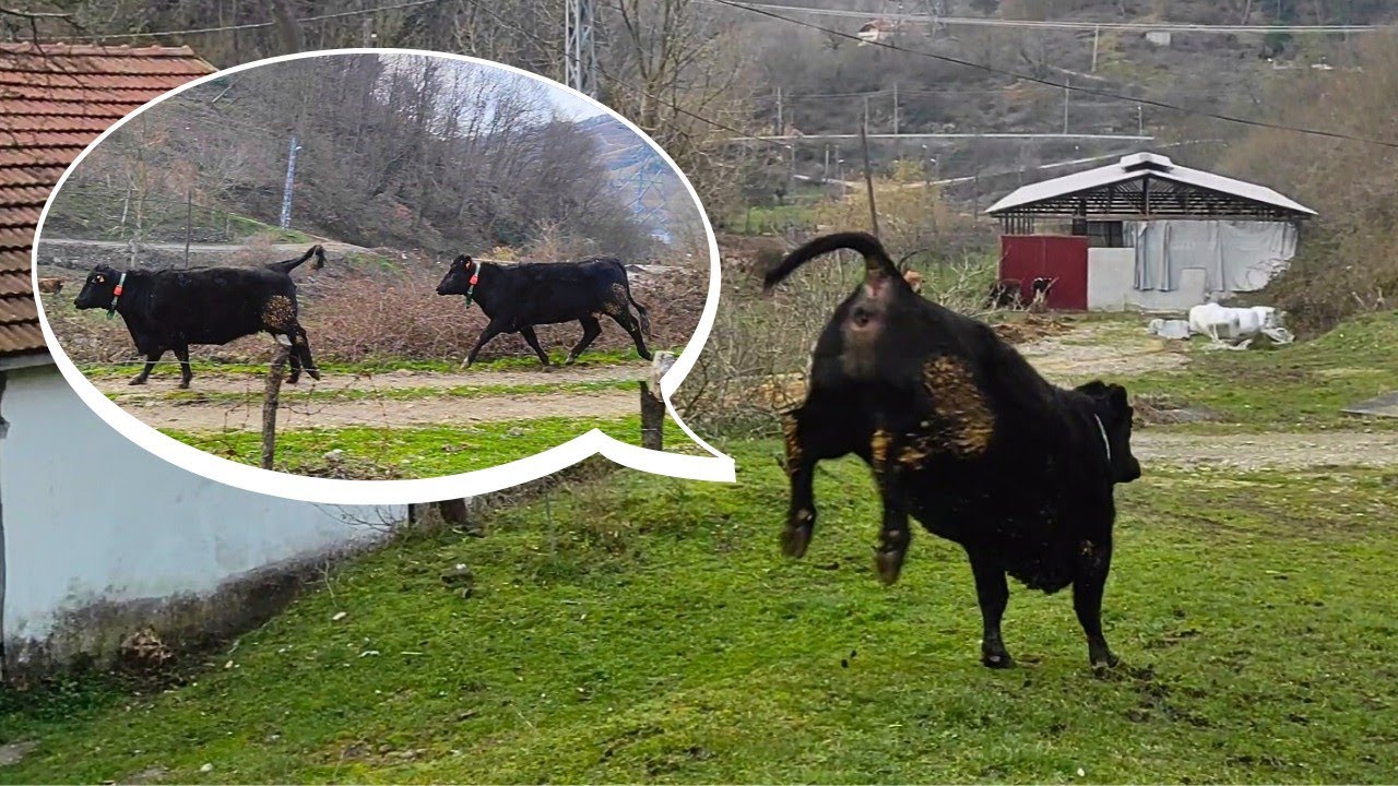 VE ANGUSLAR MERAYA ÇIKTI!