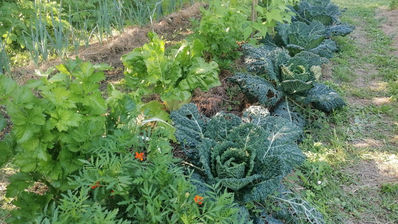 Tour du potager - 5 juillet 2024