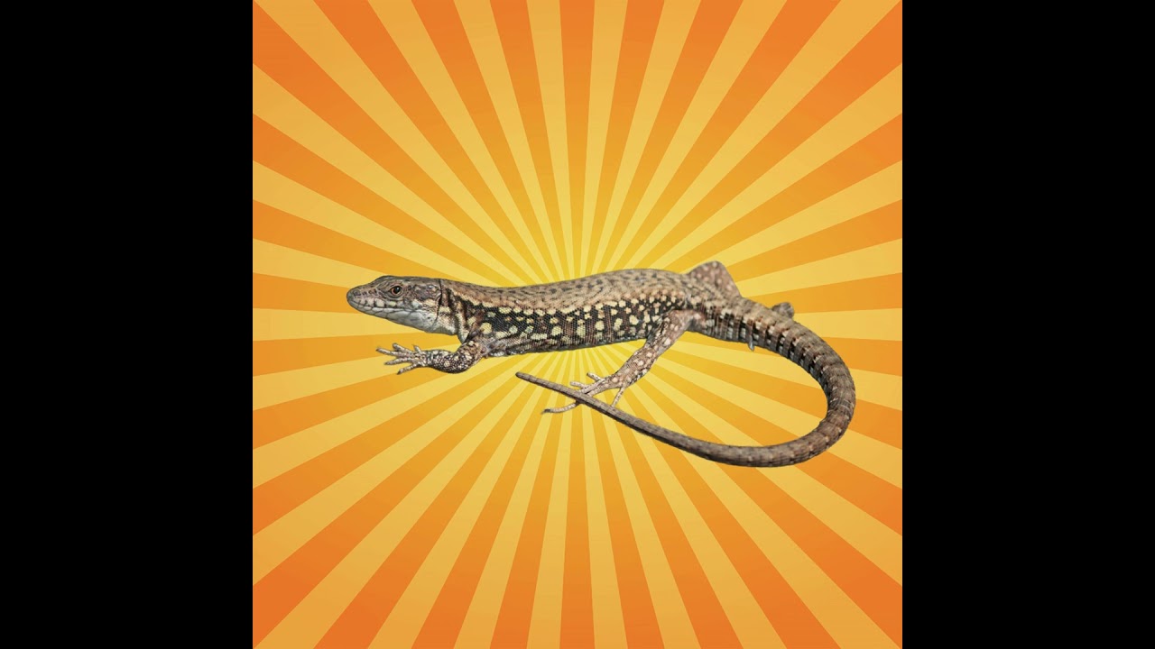 Le lézard des murailles est le roi de la régénération