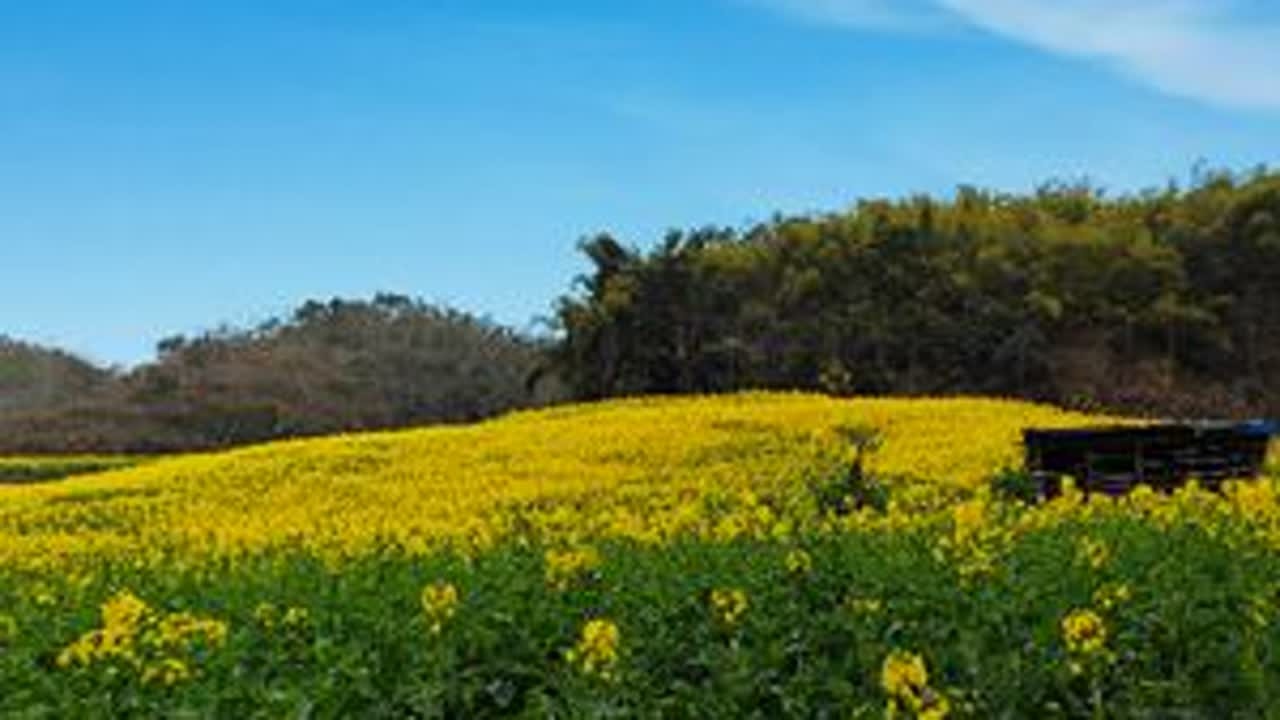 本地凤凰村的菜花片