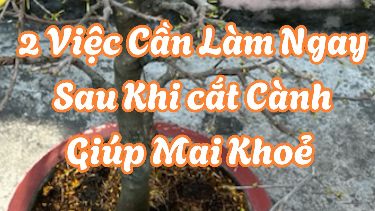 Nên Làm 2 Việc Này Vào Đầu Năm Giúp Mai Khoẻ .