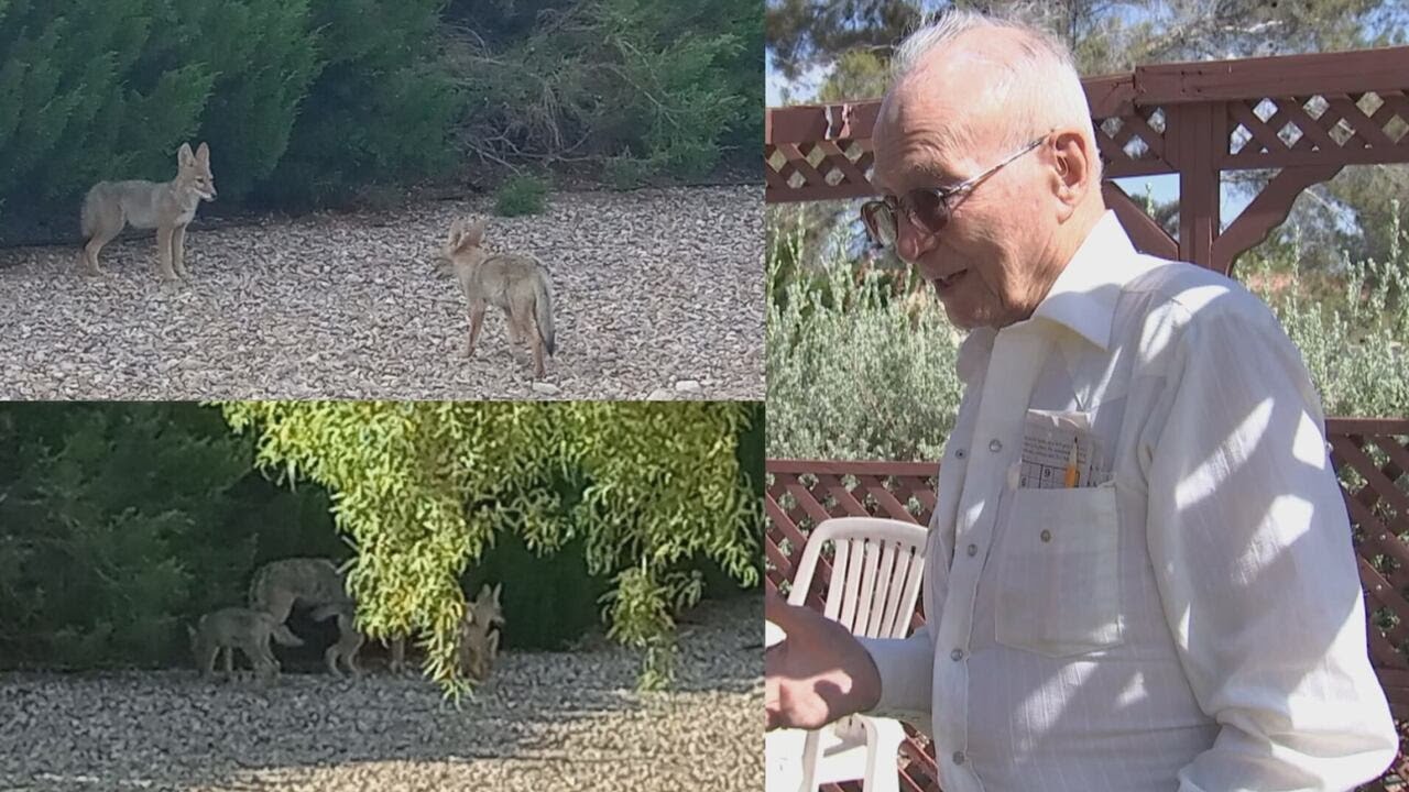Coyote den takes over 96-year-old Las Vegas resident’s backyard