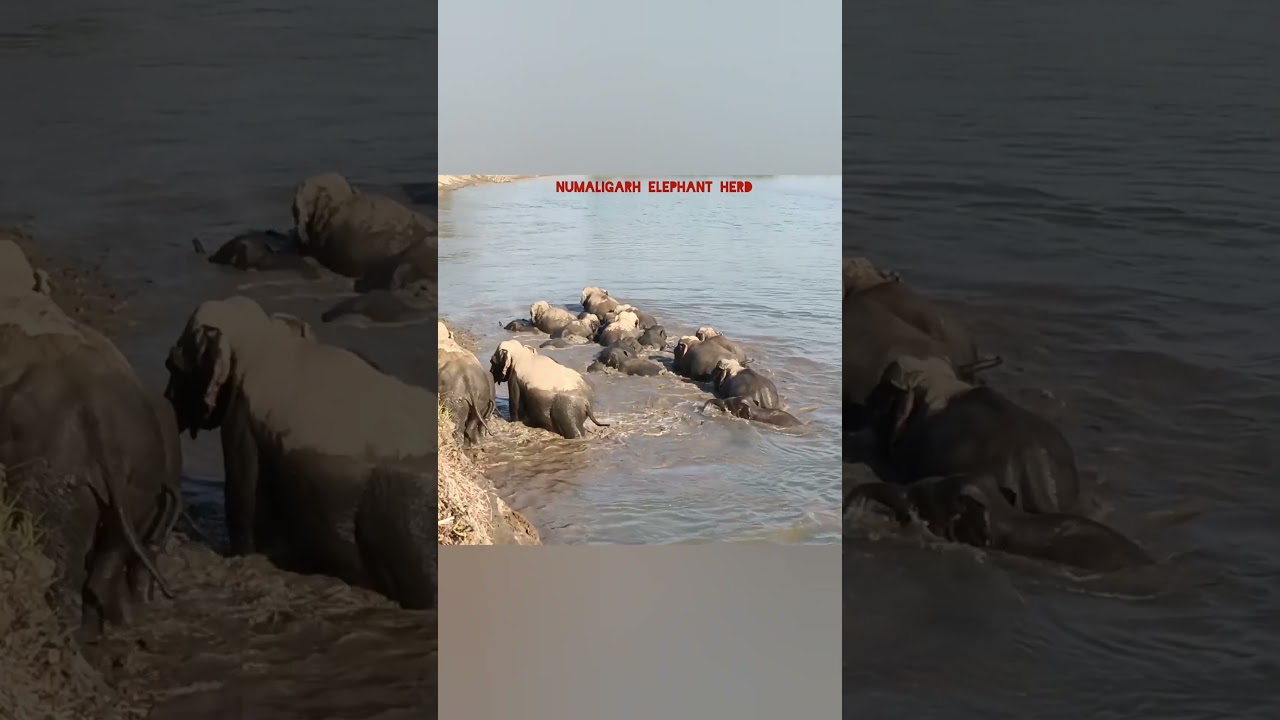 Assam golaghat district, big wild elephants herd,dhansiri river crossing🐘👍🙏☺️