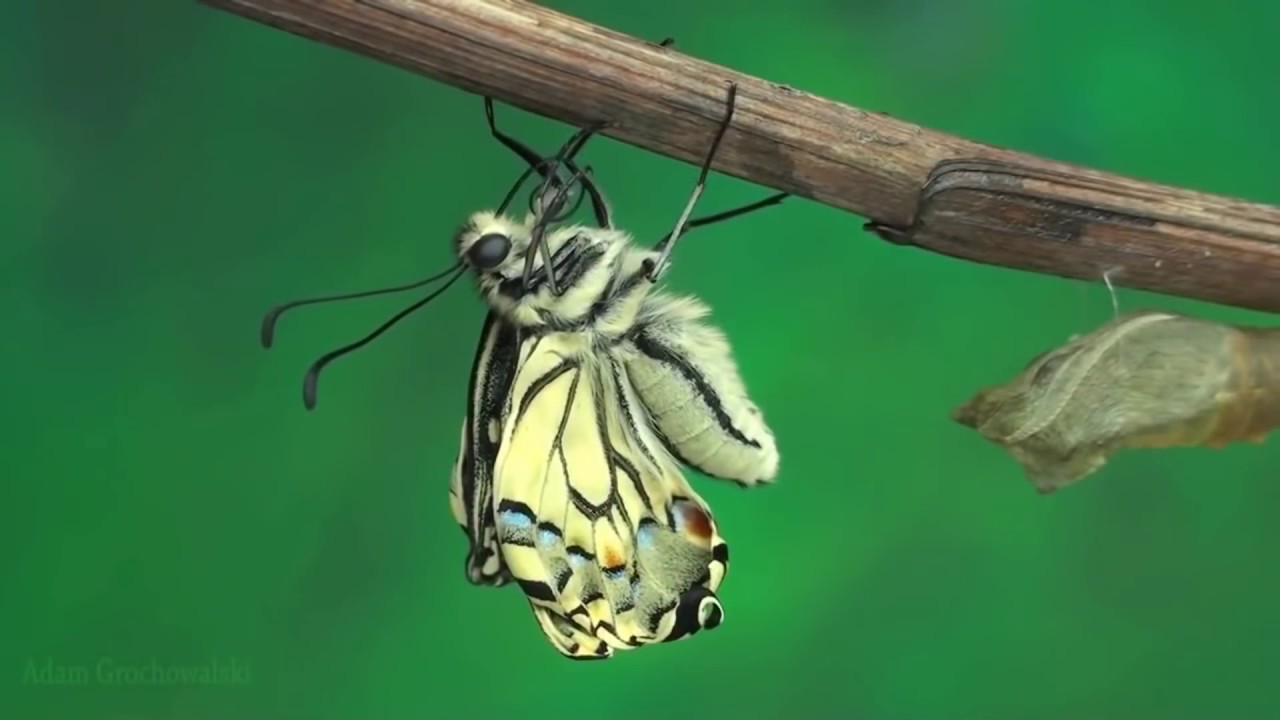 QUÁ TRÌNH PHÁT TRIỂN CỦA BƯỚM