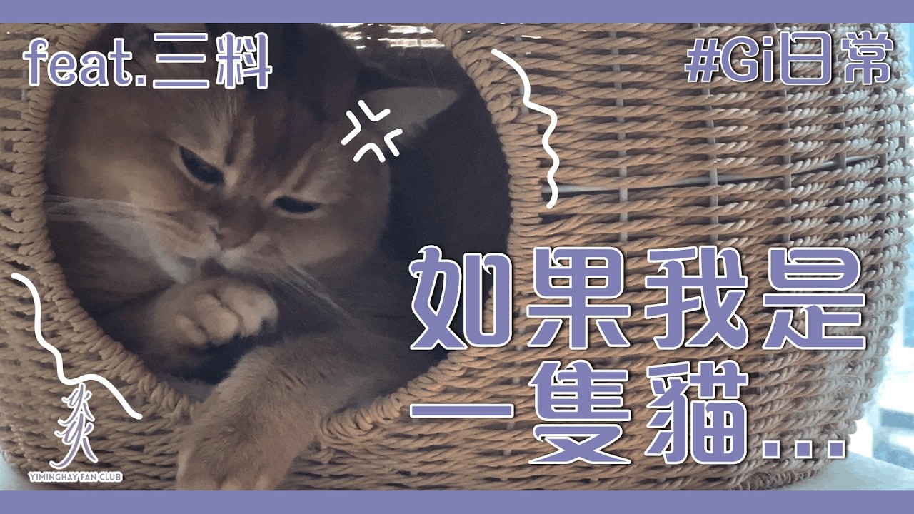 【Gi日常】如果我是一隻貓......｜ feat. 三料