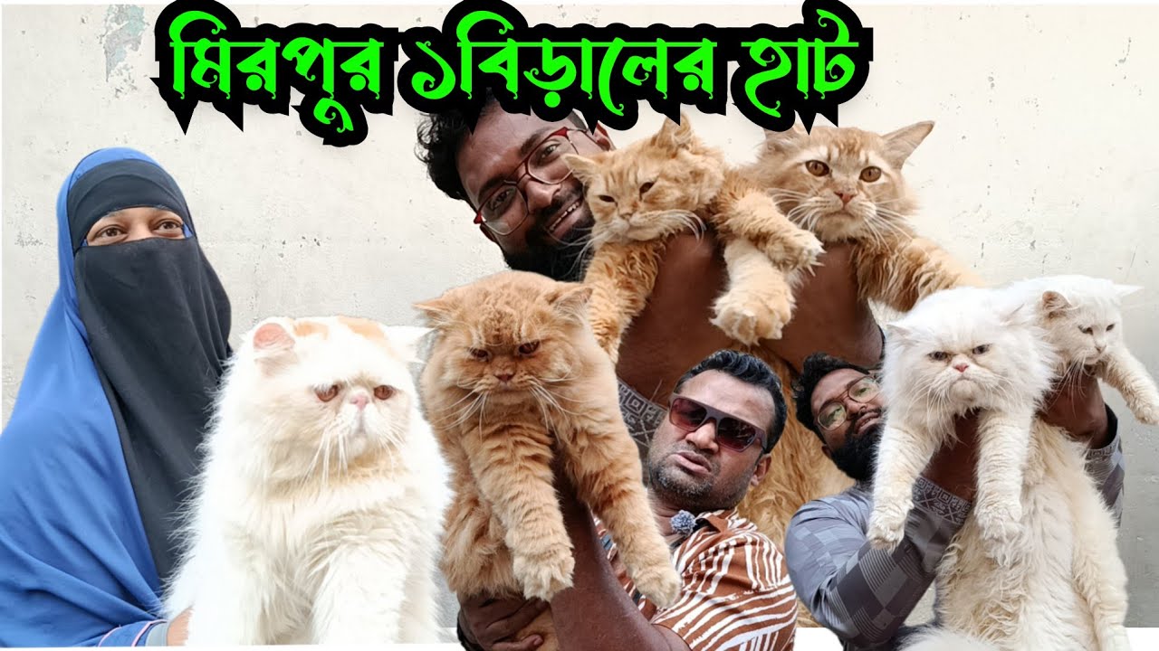 মিরপুর ১ বিড়ালের হাট ধামাকা অফারে বিড়াল Mirpur 1 biral er hat,