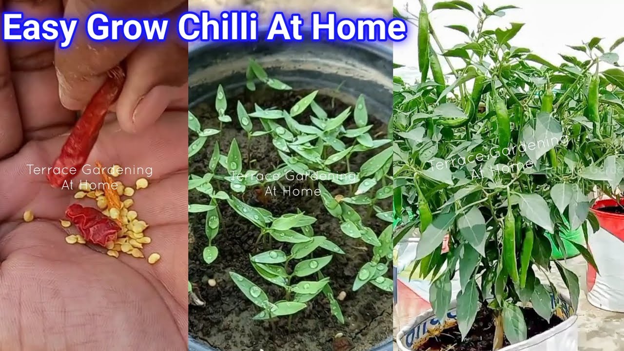 Seeds to Harvest: The Easiest Way to Grow Chili at Home | Complete 90-Day Guide